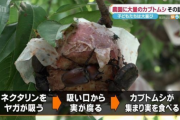 【食料】カブトムシ大量発生で農園の果物に大打撃 　農園の人「こんなにひどいのは初めて」　子ども「カブトムシいっぱい楽しい」