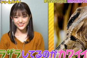【乃木坂46】「ドリームバイト」、爬虫類を見つめるまっつんｶﾜ(・∀・)ｲｲ!!