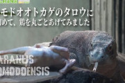 【動画】日本初のコモドドラゴン、お肉を見つけてパクパク