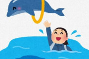 水族館のイルカだけど質問ある？
