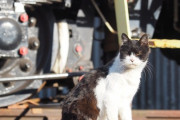 【ねこ画像】車両基地のねこ、おそとのねこ ほか