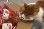 ネコが食べ物を盗もうとしていた。箱ごともらっていくにゃ♪ → こうなる…