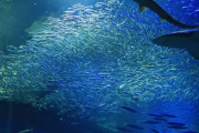 【悲報】水族館のサメさん、ふつうに同じ水槽の「イワシ」や「サバ」を食べていた