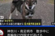 【画像】捕獲直後の四国犬「わびすけ」さん、想像以上に侘助と話題に