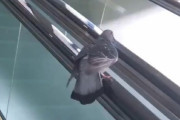 【動画】ハトさん、休憩していた場所がエスカレーターの手すりで焦る