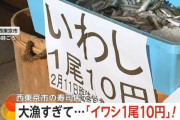 大漁すぎて、『イワシ1尾10円』の大セールが行われる！