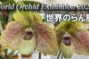世界のらん展2026を約30分で紹介　珍しい品種が並ぶ日本の冬の展示を海外視聴者も鑑賞