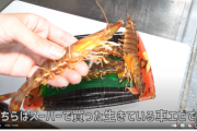 【狂気】YouTuberさん、スーパーで買った車エビを育ててしまう…