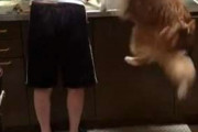 犬「ピョーンピョーン！」母「何やってんのアンタ」台所に立つ母に大ジャンプでアピールするワンコがかわいい