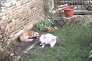 【ネコ】庭を守る猫。塀を越えてきたキツネにコンマ秒で迫り威嚇するラグドールさんの映像。