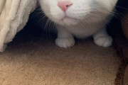 知らない人が来たときの猫たちののビビり顔とびっくり顔【再】