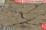 【緊急】頼みの新米に異変「次もダメだこりゃ」田んぼが干上がり枯れ始める苗