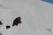 【動画】　クマの親子さん、離れ離れになってしまう・・・