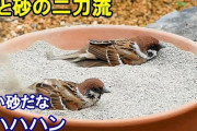 庭にスズメの砂浴び＆水浴び場を作ったら、野鳥が押し寄せる人気スポットに