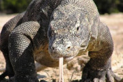 【画像】コモドオオトカゲ、ガチで現代の恐竜だった