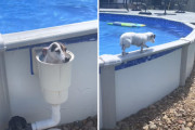 ワンちゃんが大きなプールから出る方法が面白い！（アメリカ）