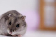 【激震】娘のハムスターが友達に連れ去られた結果・・・