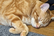 【画像】ワイのネッコ、床で寝る…かわいいwwww