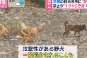 【悲報】京都の野犬マジでやばい。群れで襲ってくることもあるらしい?