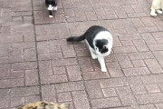 猫スポット行ってきた?