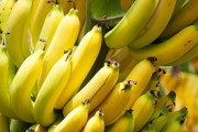 バナナが「絶滅」危機