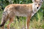コヨーテは「狩ると増える」衝撃の研究内容が発表…米ニューハンプシャー大学！