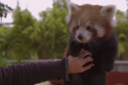 レッサーパンダのお腹を「こしょこしょ」するだけの動画が大人気  海外の反応
