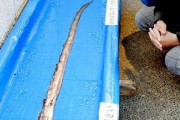 リュウグウノツカイより希少な深海魚　福井沖で「テングノタチ」捕獲