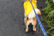 【画像】うちの柴犬と雨の日のお散歩…この後、ザバザバになっちゃいましたwwww