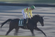 【競馬・根岸S】コパノキッキングO.マーフィーｗｗｗｗｗｗｗｗｗｗｗ
