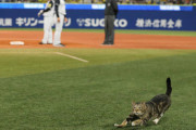 野球の試合中にグラウンドに乱入したもの