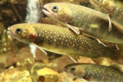 【食】昆虫をエサにした魚の養殖試験が進行中　病気に強く品質も向上する可能性