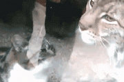 【GIF】 猫が動物園に遊びに行った先は・・・【再】