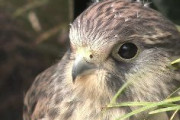 【鳥】調布パルコ前にハヤブサの仲間「長元坊」 警察出動　けがで飛べない？