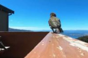 【動画】鳥に捕まった視点が凄すぎる