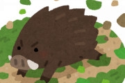 【画像】散歩してたらイノシシ居たわｗｗｗ
