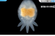 【?】「たこさんウインナー似」だっピ！“新種”生物に研究者もメロメロ　清流のカニと共生　
