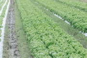 【訃報】レタス農家さん、終了のお知らせ・・・・・