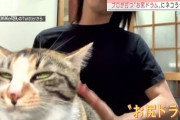 ケツドラムにイッちゃう猫ｗｗｗｗ