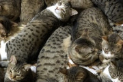 【ねこGIF】鉄壁のガードを見せてくれる猫さん…スーパーセーブ連発ですねwww