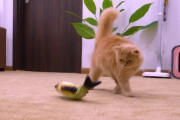 猫VSちょっとリアルなフェイクのお魚。猫たちのとっても可愛らしいリアクションに注目