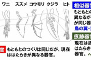 【画像】クジラさん、ヒレの中に手を隠してた　まるで人間みたい・・・