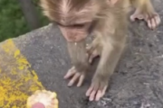 【動画】外人「猿に餌あげよw」赤ちゃん猿「うわあああ(崖から落ちる)・・・・」