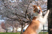 「世界一IQが高い」と言われる犬種・ボーダーコリー、想像上回る賢さに驚き
