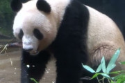 【悲報】上野動物園「パンダいなくなったらお客さんもいなくなりました」 ネトウヨ「よっしゃあああああ」