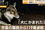 【悲報】犬に噛まれた犬死亡、人間も12人噛まれる・・・・