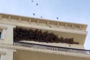 【動画】ツバメの巣でいっぱいのバルコニーがきめえ(@_@;)