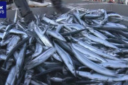 水産庁「あかん秋刀魚が獲れへん…せや！船をでっかくすればもっと獲れるやろ！」