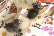 【悲報】コロナ禍でペットを飼い始めた日本人、飼いきれなくなりペットをゴミとして捨て始める「想像より世話が大変だった」
