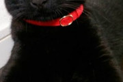 【画像】黒猫の首輪って大体赤だよな